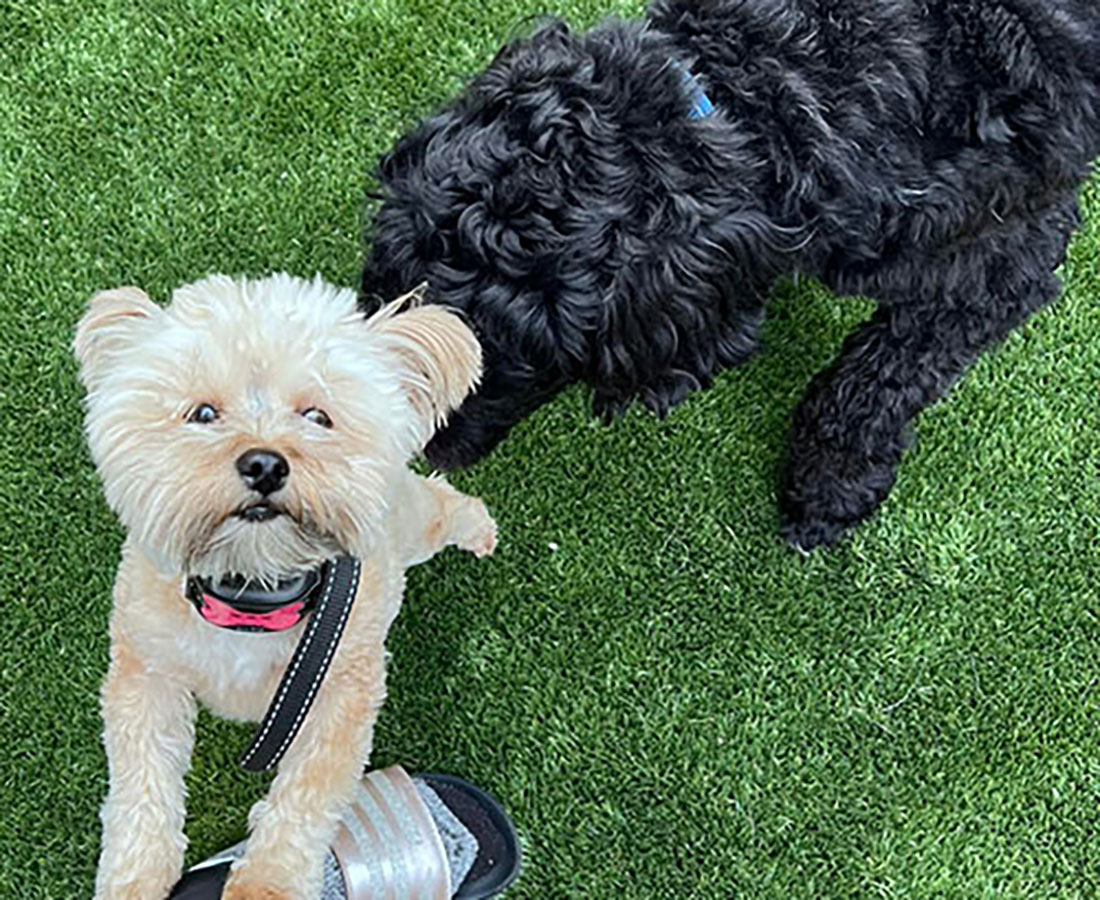 Dogs on the Run